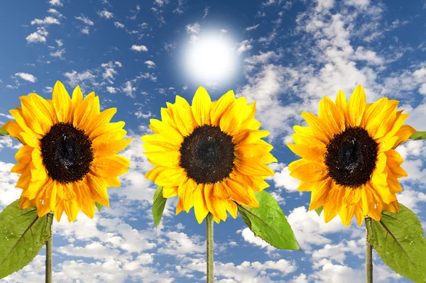 Beautiful yellow Sunflower — Stock Photo, Image