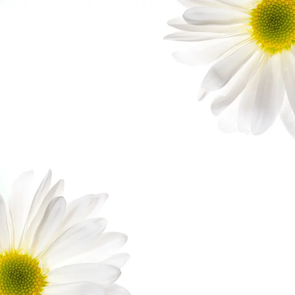 Camomile flowers — Stock Photo, Image