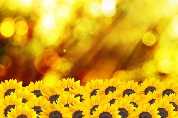 Sunflower with sunset light i — Stock Photo, Image