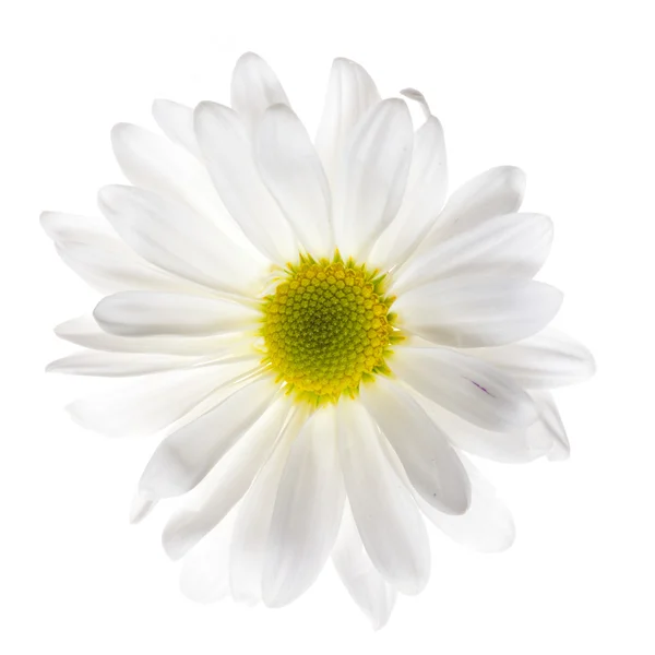카밀레 꽃 — 스톡 사진