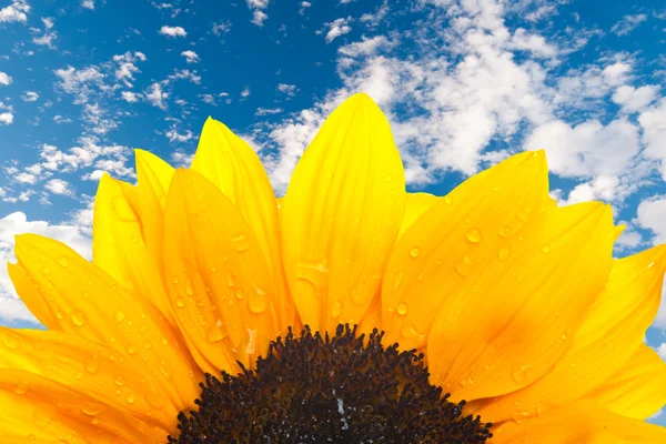 Beautiful yellow Sunflower — Stock Photo, Image