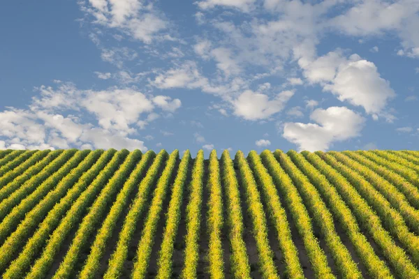 Row of vineyard — Stock Photo, Image