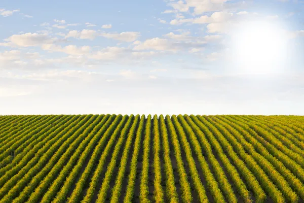 Row of vineyard — Stock Photo, Image