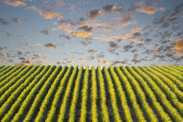 Rangée du vignoble — Photo