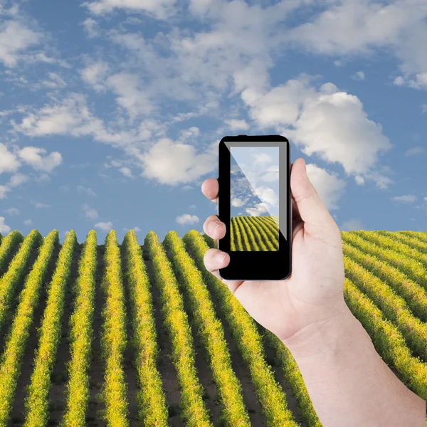 Teléfono celular en la mano tomar una foto de la hermosa vista verde hierba — Foto de Stock