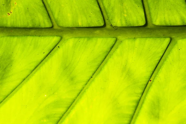 Close up of leaf — Stock Photo, Image