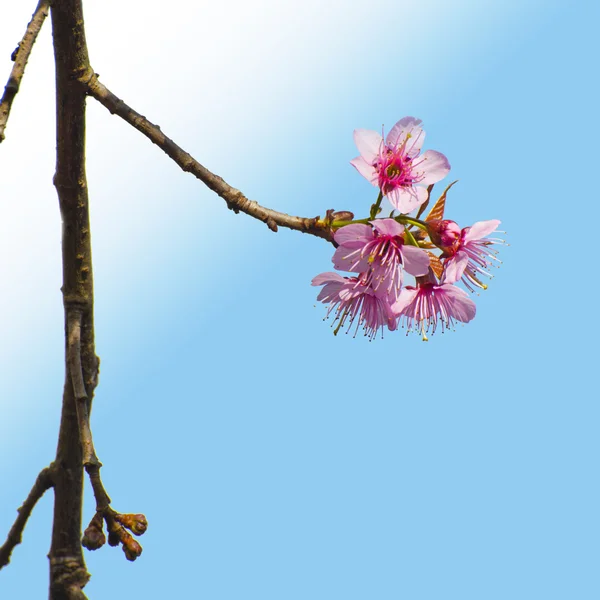 Blooming cherry — Stock Photo, Image