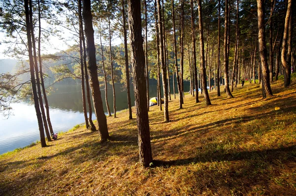 Trees at lake — Stock Photo, Image