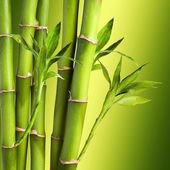 friss bambusz