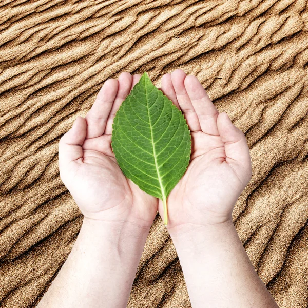 Handen met op het groene blad — Stockfoto