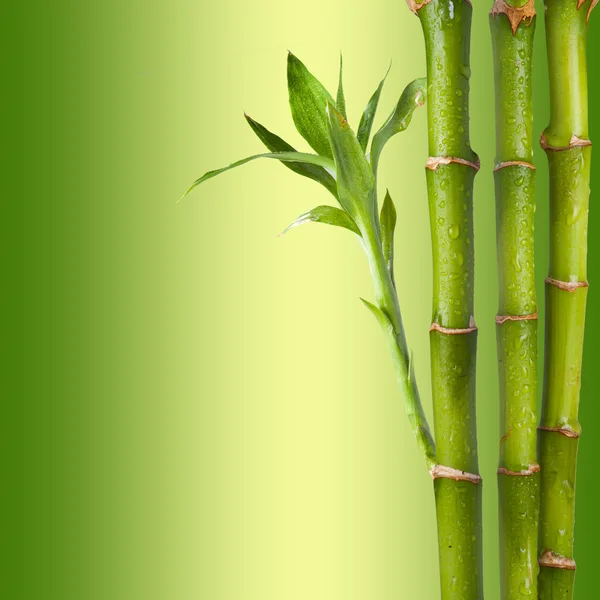 Bambu. — Stok fotoğraf