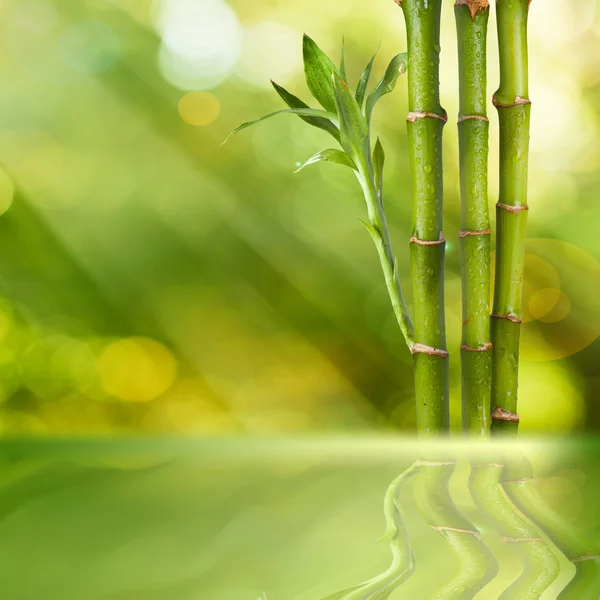 Bamboo — Stock Photo, Image