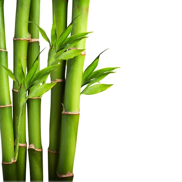 Bambu fresco — Fotografia de Stock
