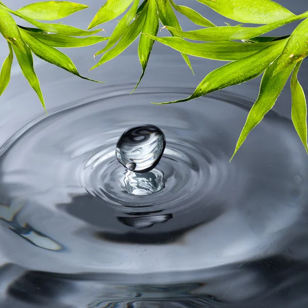 Fresh green bamboo leaf water drop — Stock Photo, Image