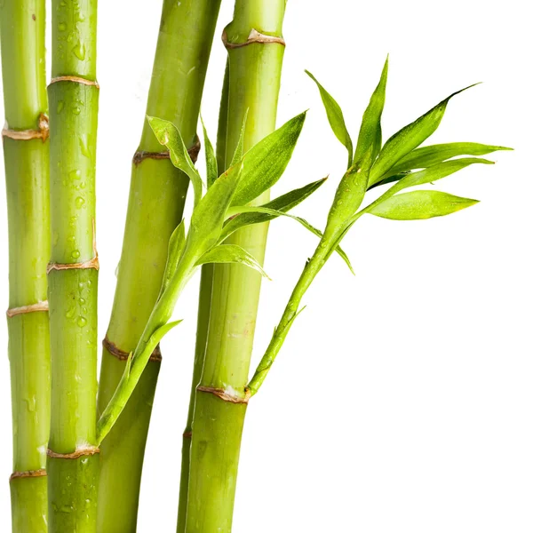 Bambú fresco —  Fotos de Stock