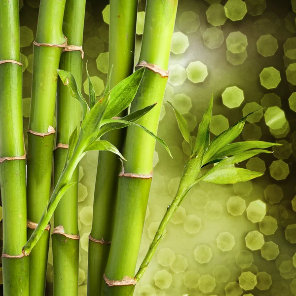 Friss bambusz — Stock Fotó