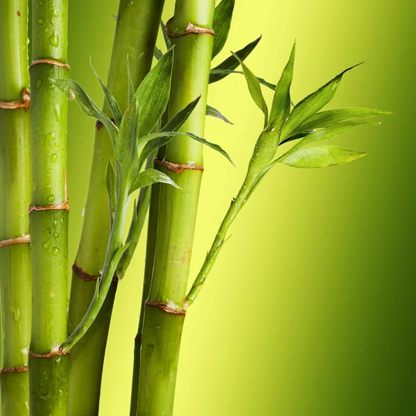 Bambu. — Stok fotoğraf