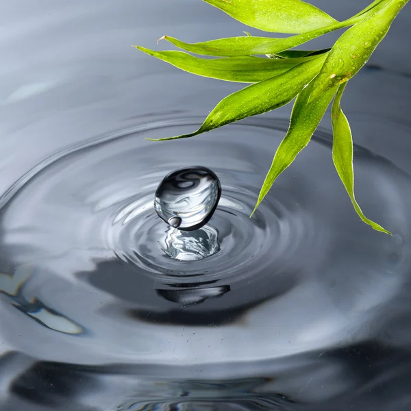 Gota de água de folha de bambu verde fresco — Fotografia de Stock