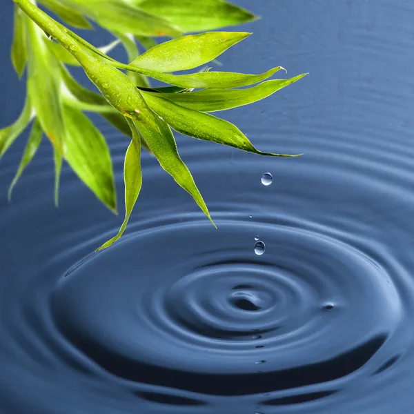 Gota de água de folha de bambu verde fresco — Fotografia de Stock