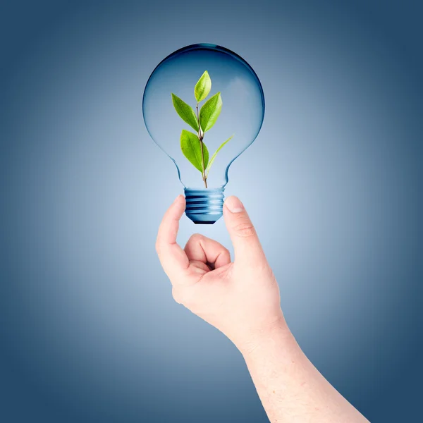 Man hand hebt op de gloeilamp met groene plant binnen — Stockfoto