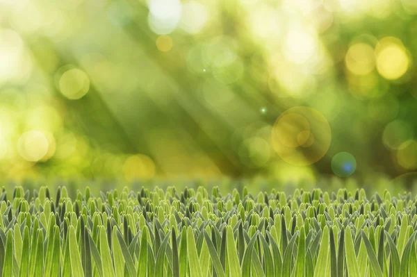 Grünes Gras im Vordergrund — Stockfoto