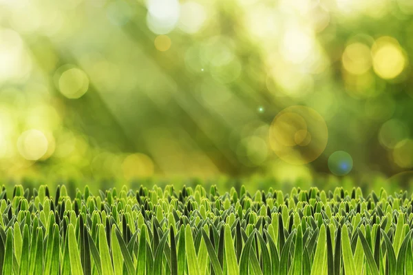 Grünes Gras im Vordergrund — Stockfoto