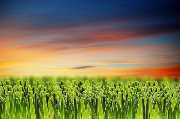 Green grass on beautiful sunset sky — Stock Photo, Image