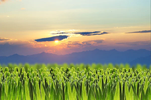 Green grass on beautiful sunset sky — Stock Photo, Image