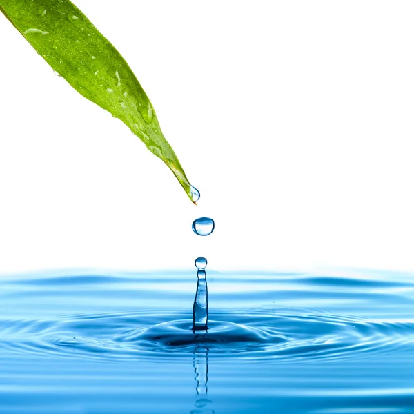 Капля воды из зеленого листа — стоковое фото