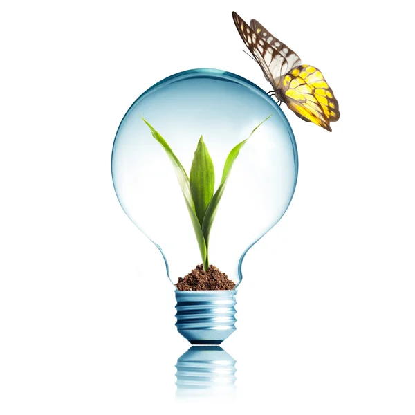 Light bulb with plant inside with butterfly — Stock Photo, Image