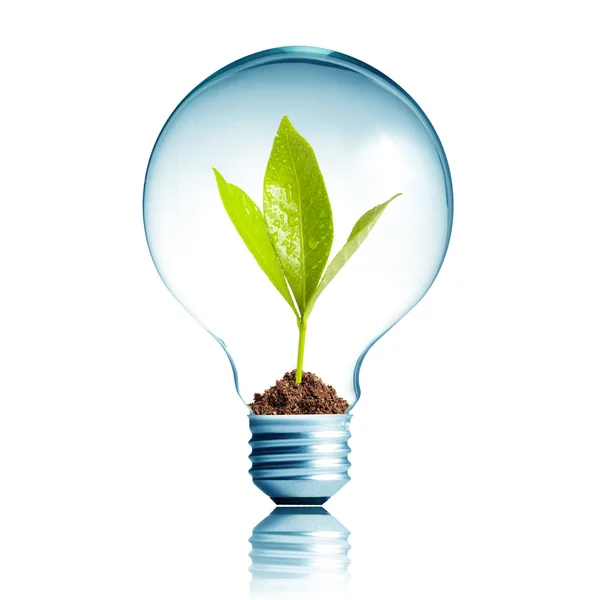 Лампочка с почвой и зеленым растением внутри — стоковое фото