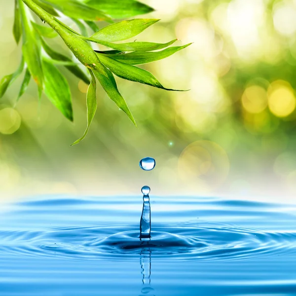 Gota de água da folha de bambu — Fotografia de Stock