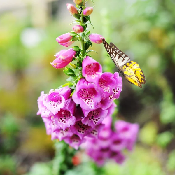 Метелик на квітах — стокове фото
