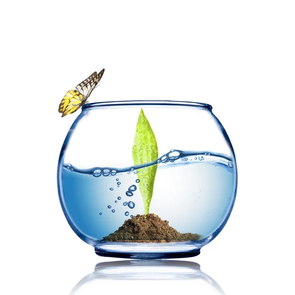 Butterfly on the fish bowl with plant growing inside — Stock Photo, Image