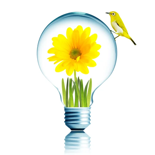 Yellow bird on light bulb — Stock Photo, Image