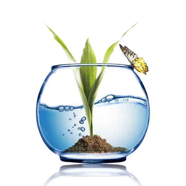 Butterfly on the fish bowl — Stock Photo, Image