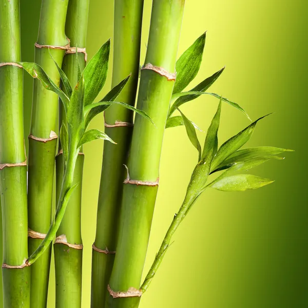 Friss bambusz Jogdíjmentes Stock Fotók