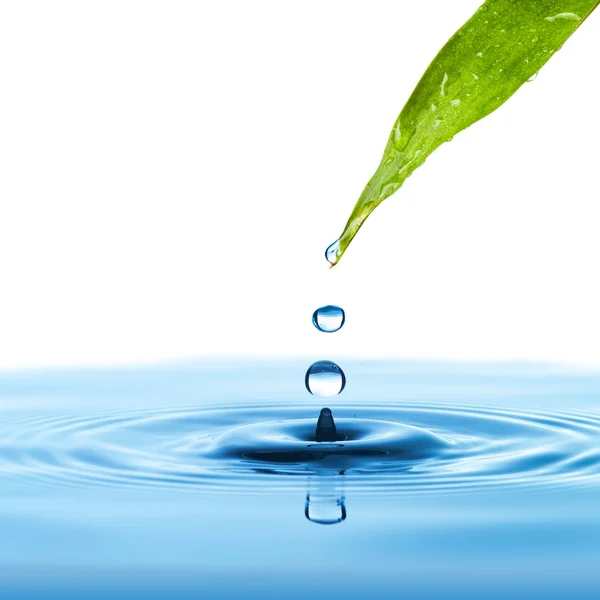Water drop from green leaf — Stock Photo, Image