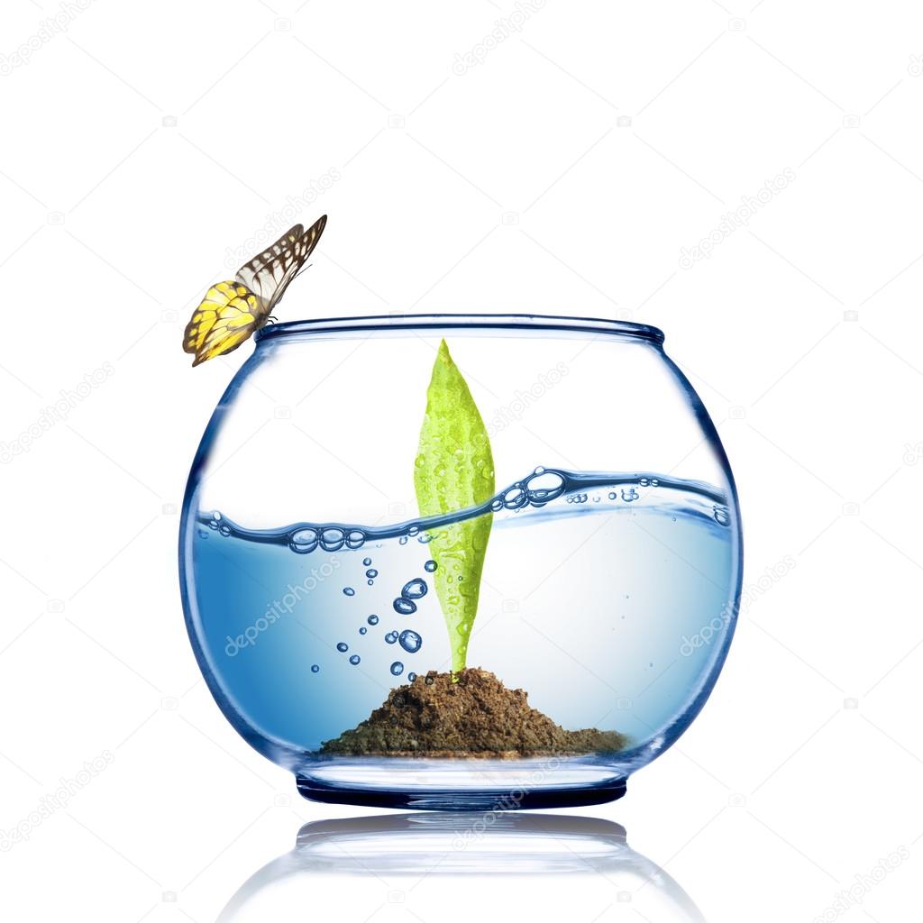 Butterfly on the fish bowl with plant growing inside