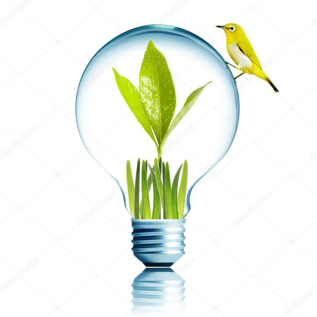 Yellow bird on Light Bulb with green grass