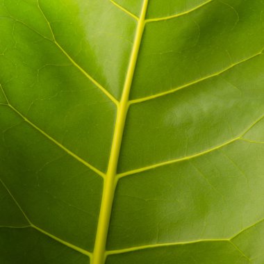 Yaprağın üstünü kapat