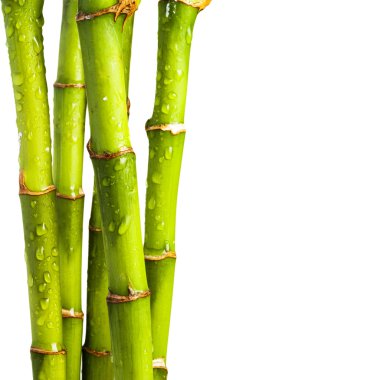 taze bambu