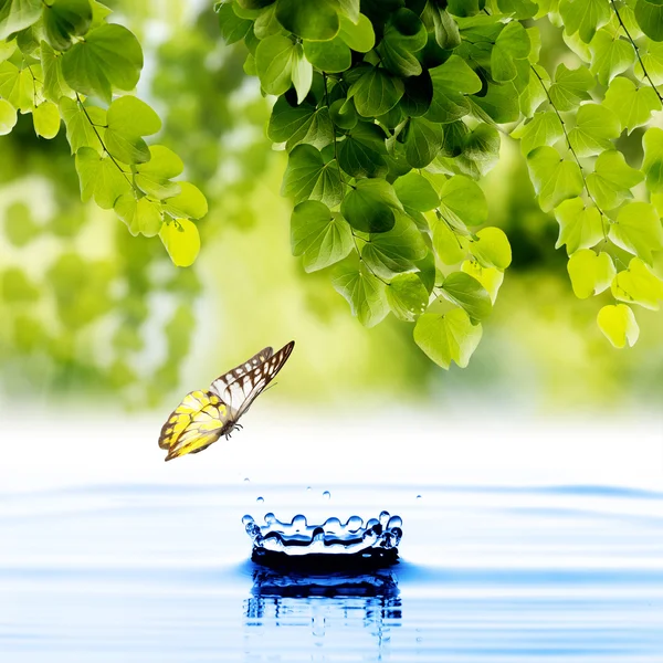 Butterfly with green leaf — Stock Photo, Image