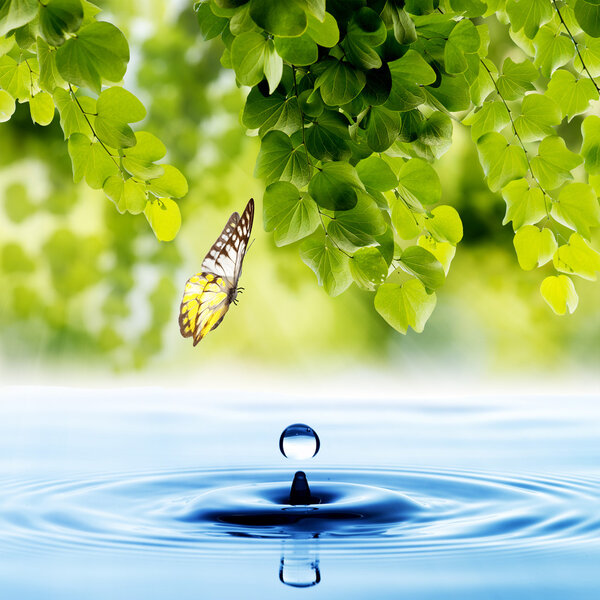 Butterfly with green leaf