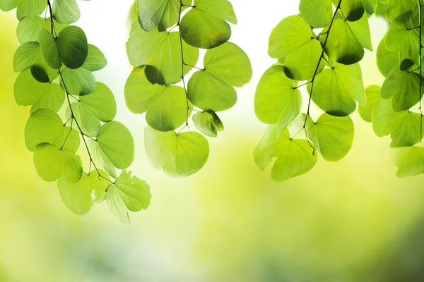 Färska blad — Stockfoto