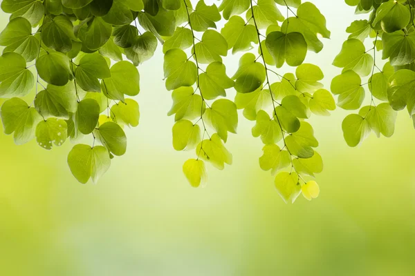Fresh leaf — Stock Photo, Image