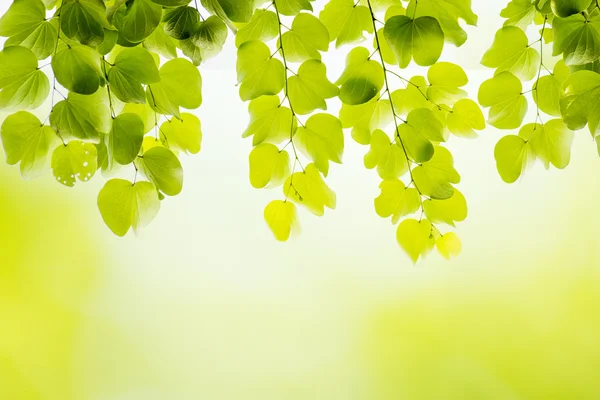 Fresh leaf — Stock Photo, Image