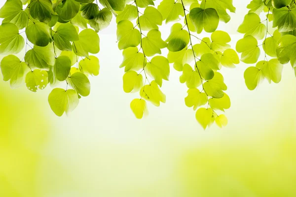 Vers blad — Stockfoto