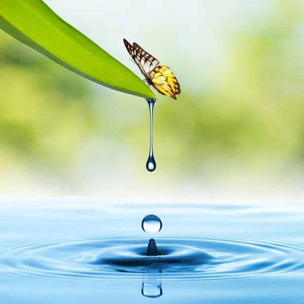 Butterfly on leaf — Stock Photo, Image