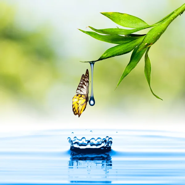 Mariposa en la hoja — Foto de Stock